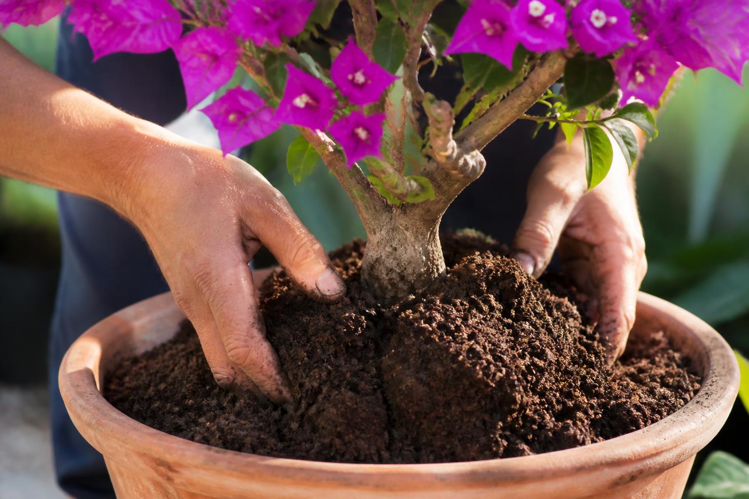 découvrez nos conseils pratiques pour tailler et entretenir votre bougainvillier en pot afin de favoriser une croissance saine et floraison abondante toute l'année.
