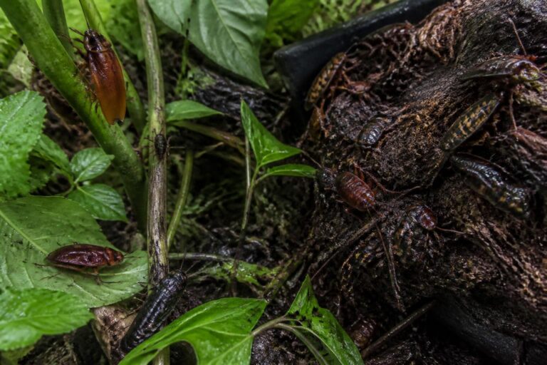 découvrez notre guide complet pour identifier et éliminer efficacement les cafards de jardin. apprenez les meilleures méthodes pour protéger votre espace extérieur naturellement.