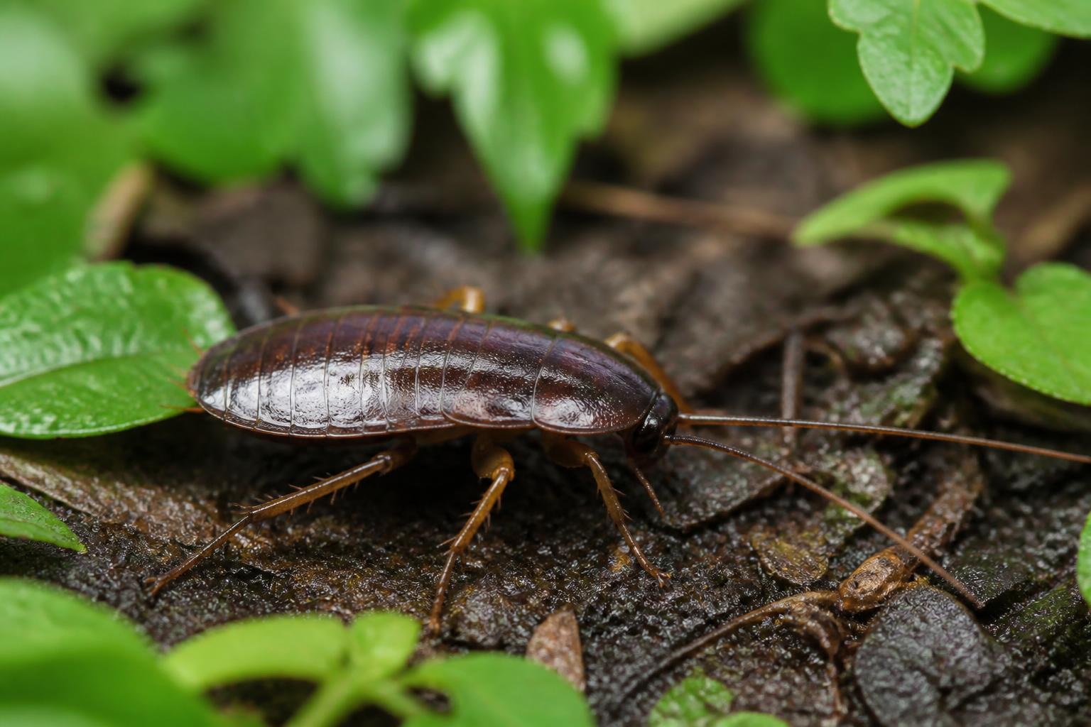 découvrez comment différencier les cafards de jardin des blattes et comprenez leurs principales différences pour mieux les identifier et les gérer.