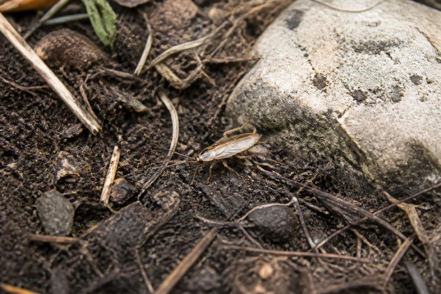 découvrez comment différencier les cafards de jardin des blattes et comprenez leurs caractéristiques distinctes pour mieux les reconnaître et les gérer.