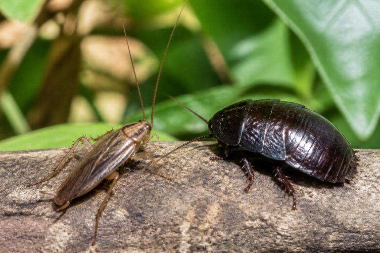 découvrez comment distinguer les cafards de jardin des blattes et comprenez leurs principales différences pour mieux les identifier et gérer leur présence.