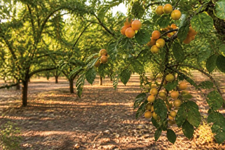 découvrez le moment idéal pour savourer les mirabelles et apprendre quand les cueillir pour profiter pleinement de leur saveur sucrée et parfumée.