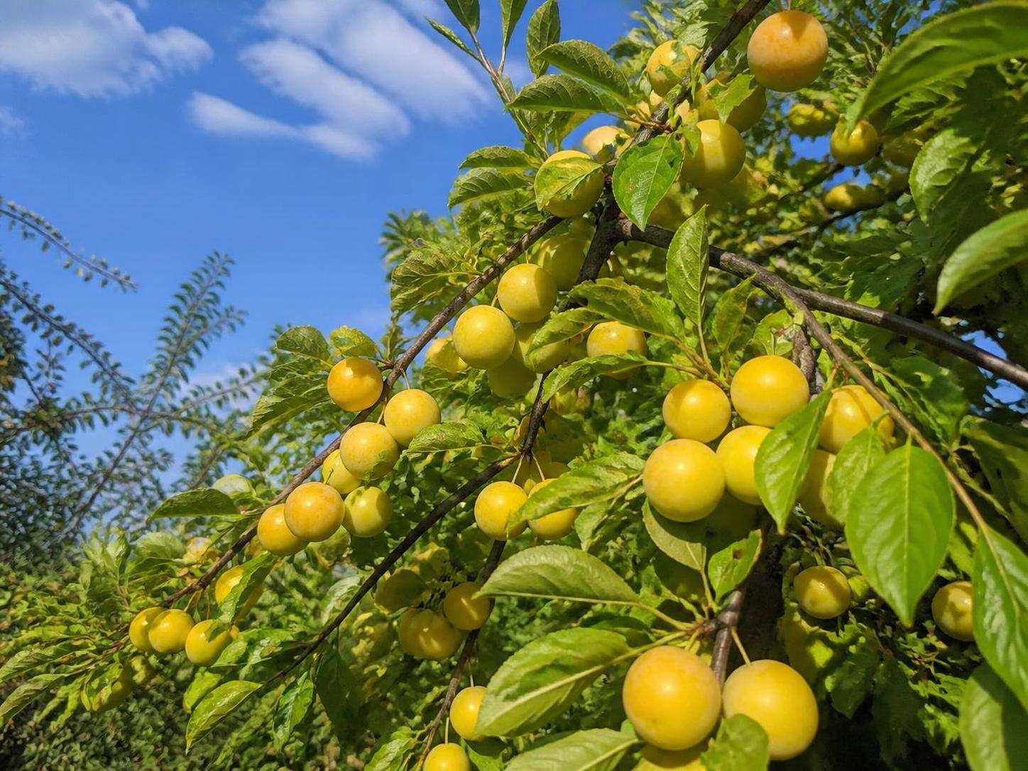 découvrez le moment parfait pour cueillir et savourer les mirabelles, afin de profiter pleinement de leur saveur sucrée et juteuse. conseils de récolte et astuces pour ne rien manquer de cette délicieuse saison.