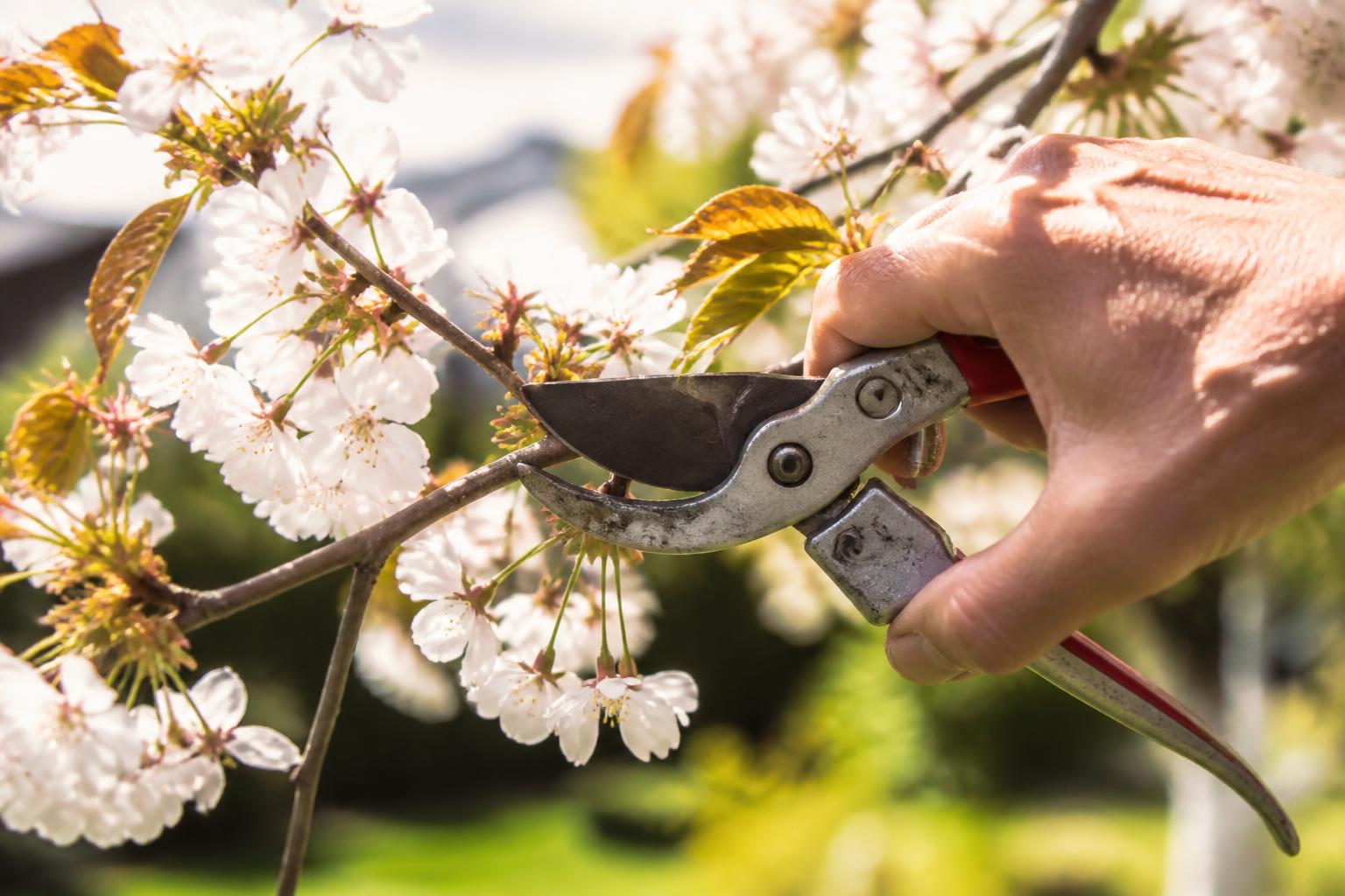 découvrez notre guide pratique pour tout savoir sur la taille du cerisier : quand et comment la réaliser pour un arbre en pleine santé et une meilleure récolte.